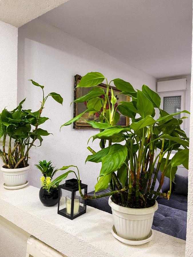 Apartment Tatjana Kragujevac Eksteriør billede